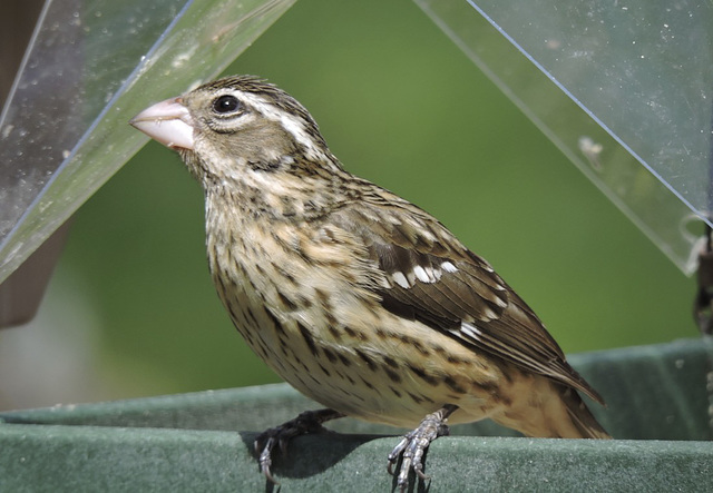 Rose-breasted Grosbeaks