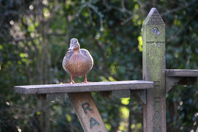 Duck table