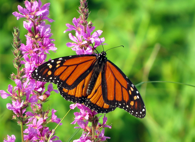 Monarch butterfly on Purple Loosestrife