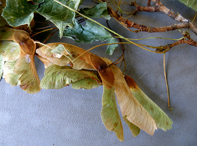 Dried leaves