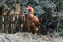 Zwischehalt in der Nähe von Myinmu am Irrawaddy (© Buelipix)