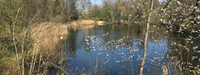 Pfaffenweiher