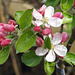 Apple blossom 'James Grieve'