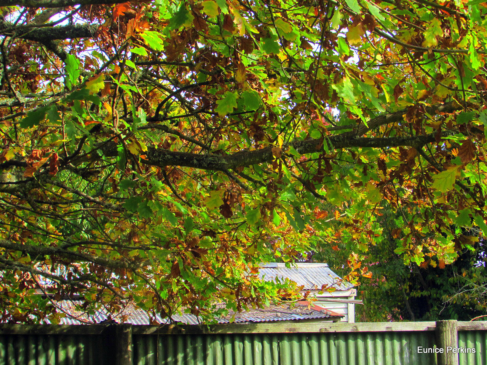 Under Autumn Branches.