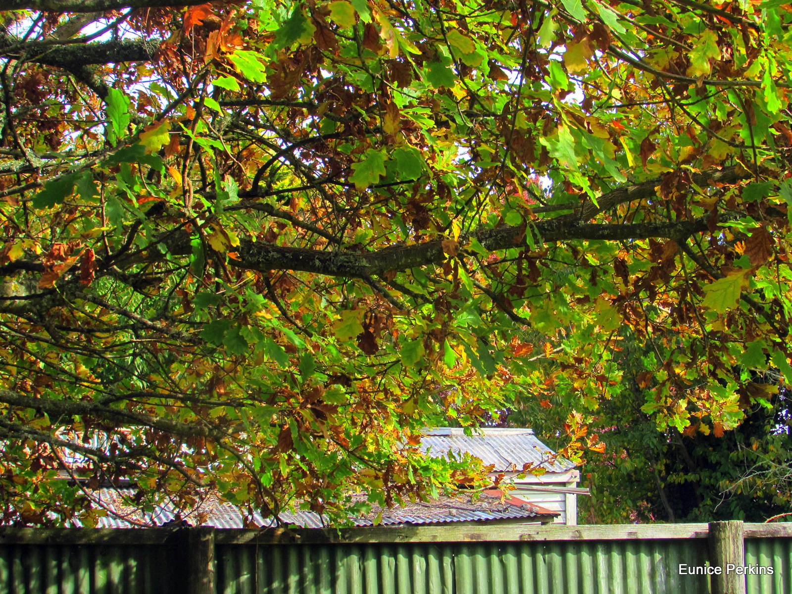 Under Autumn Branches.