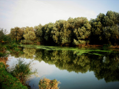 Tamiš River