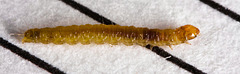 Caterpillar IMG 5903
