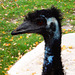 Emu