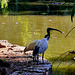 Young ibis begging for food from parent