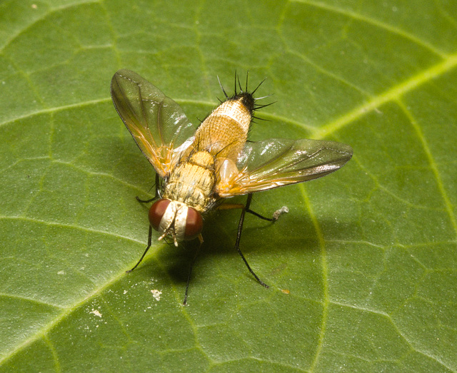 IMG 0110 Tachnid Fly-1