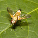 IMG 0110 Tachnid Fly-1