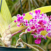 Orchid Plants 07