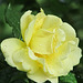 Rose jaune