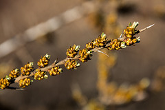 20150406 7584VRAw [D~SHG] Knospen, Baggersee,  Rinteln