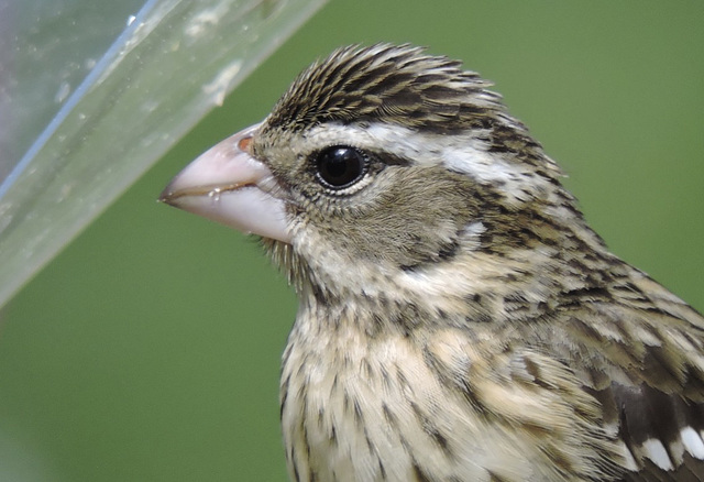 Rose-breasted Grosbeaks