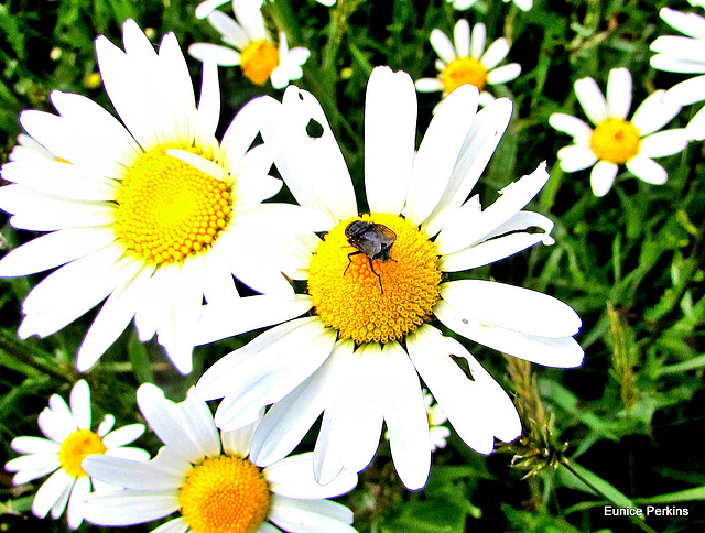 Fly on a Daisy.