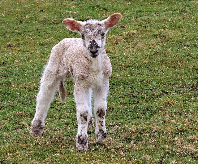 "And Dream of Sheep"