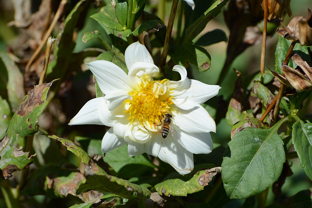 Ethiopia, Bahir Dar, Bee on Dahlia