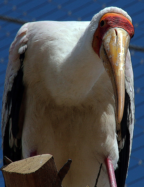 Pourquoi tu me regardes ? tu veux ma photo  ???