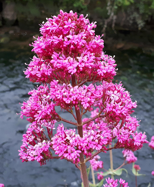 ValérianeValériane rouge (Centranthus ruber) ou valériane des jardins...