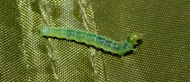 CaterpillarIMG 5420