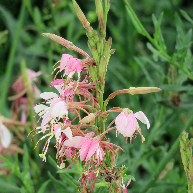 Day 8, Scarlet Butterflyweed / Gaura Coccinea, Santa Ana NWR