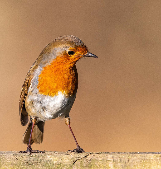 Robin