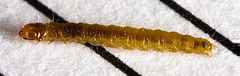 Caterpillar IMG 5912