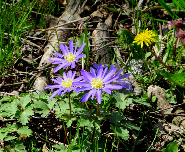 Blue Shade Anemone