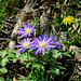 Blue Shade Anemone