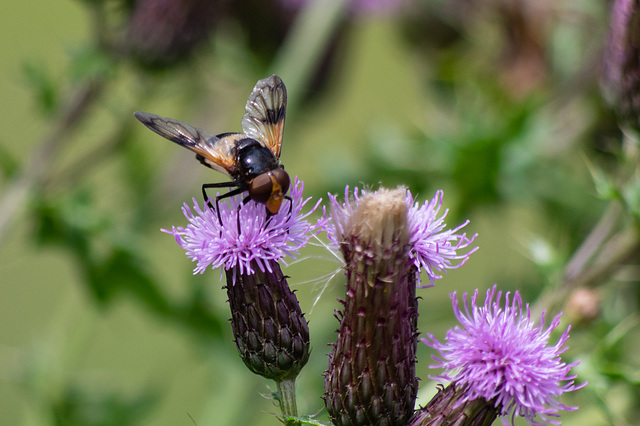 Pied Hoverfly