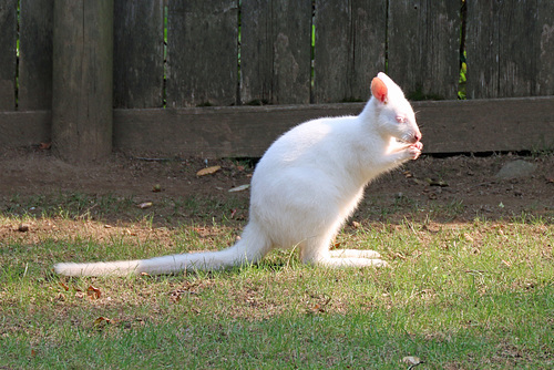 Albino wallaby