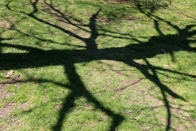 Spring shadows