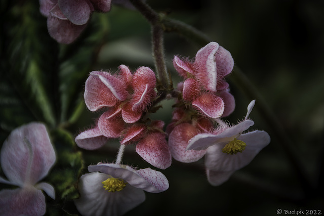 in the National Botanic Gardens of Ireland (© Buelipix)