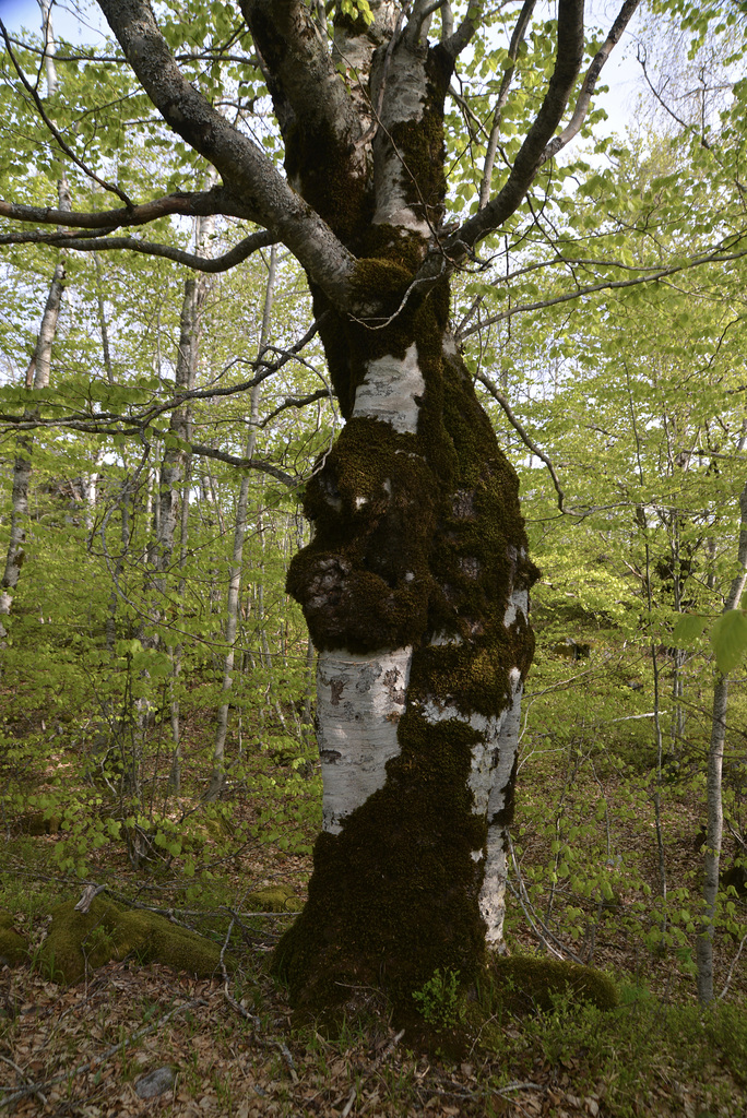 Old trees bark.