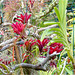 Orchid Plants 08