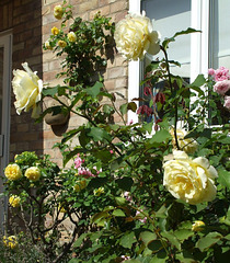 Great Wilbraham roses 2009-08-23