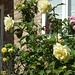 Great Wilbraham roses 2009-08-23