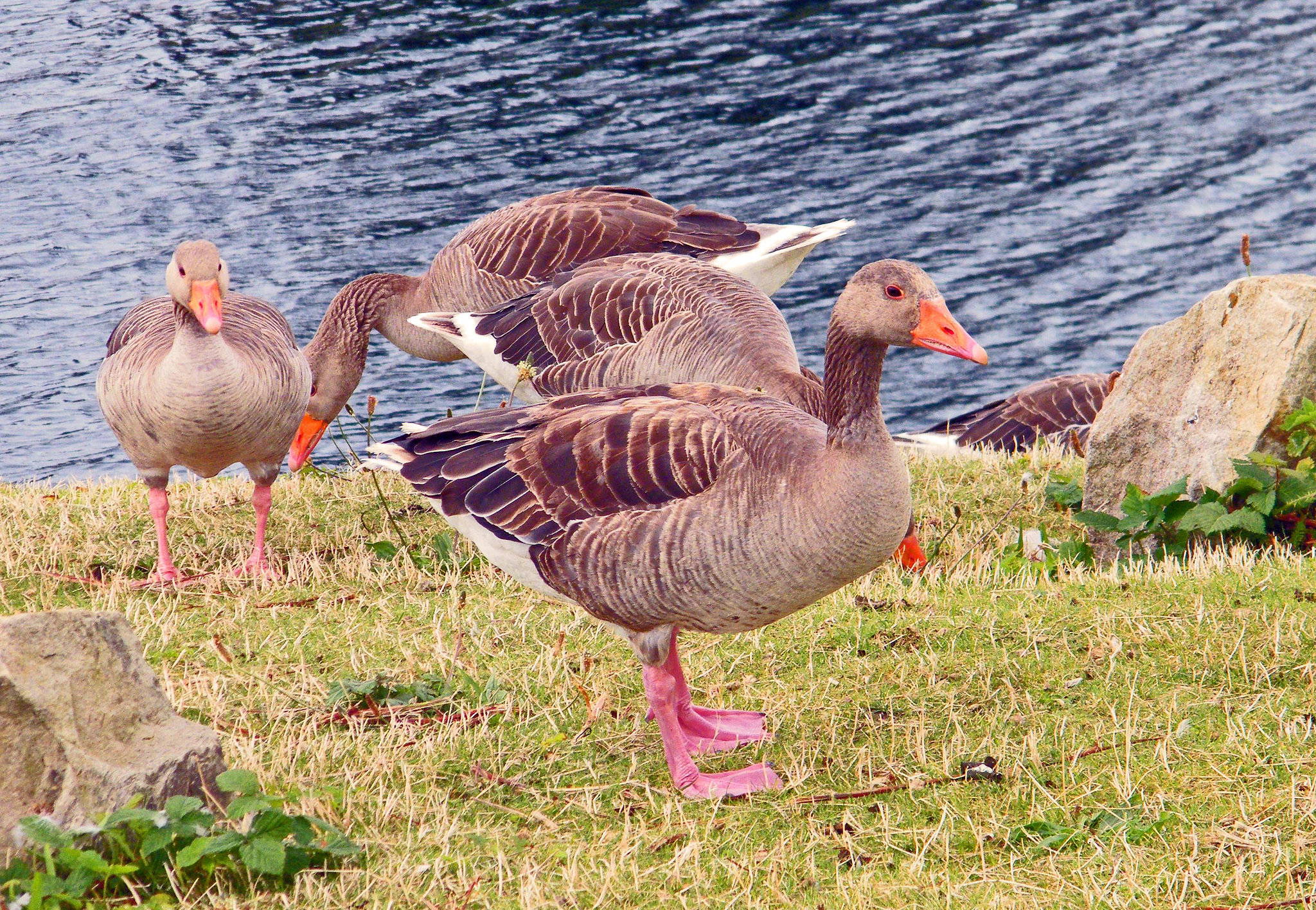 Greylag Geese Southport Marine Lake Aug 2016