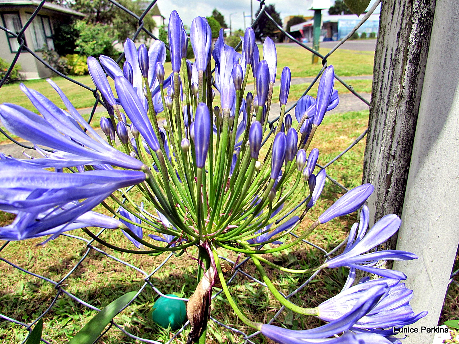 Agapanthus On Fence.