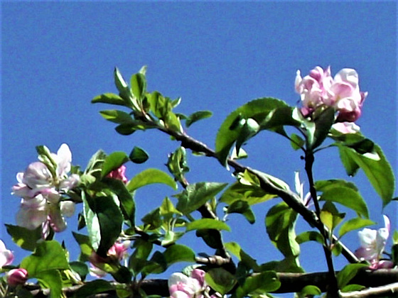 The blossom looks good against the blue sky