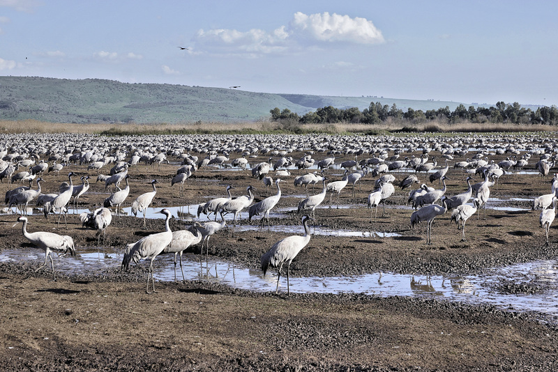 Crane-ocracy – Hula Valley Nature Reserve, Upper Galilee, Israel