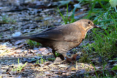 EOS 6D Peter Harriman 11 00 15 03251 Blackbird dpp