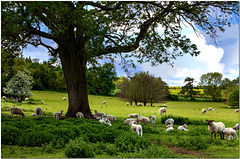 Sheep may Safely Graze