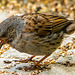 Dunnock