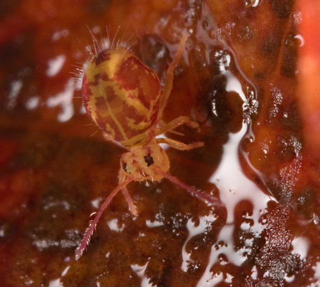 IMG 5914Springtail