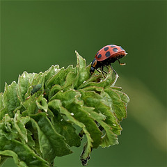 Ladybird...Aphid In Sight!