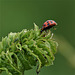 Ladybird...Aphid In Sight!