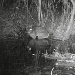 Rabbit on a beaver dam