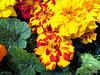 French Marigolds.